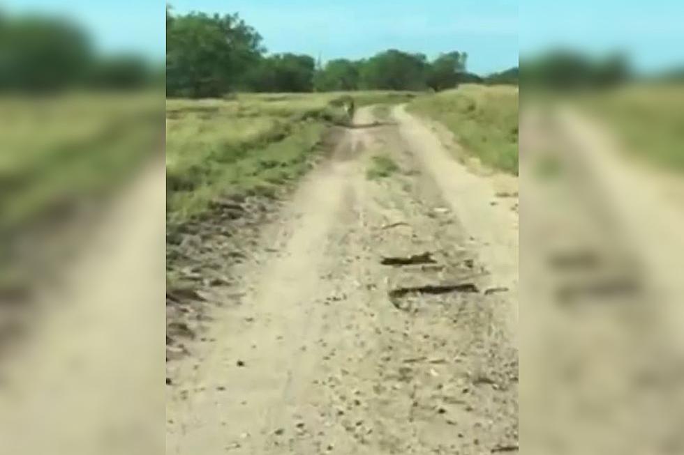 Watch: Rare Kangaroo Sighting in the Wild in South Texas