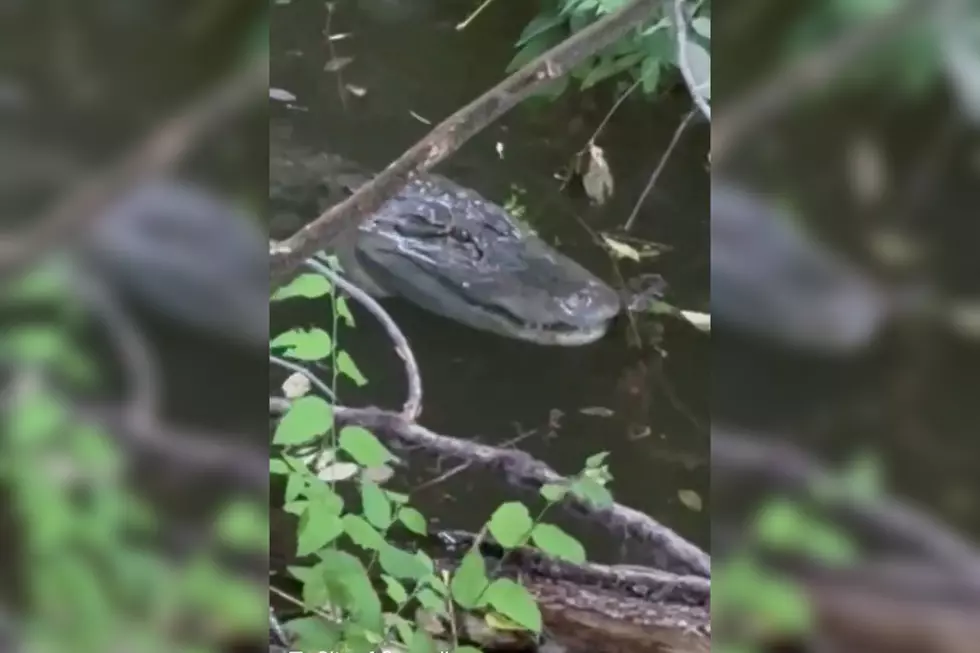 Residents of North Texas Town Alerted to Alligator Spotted in Area