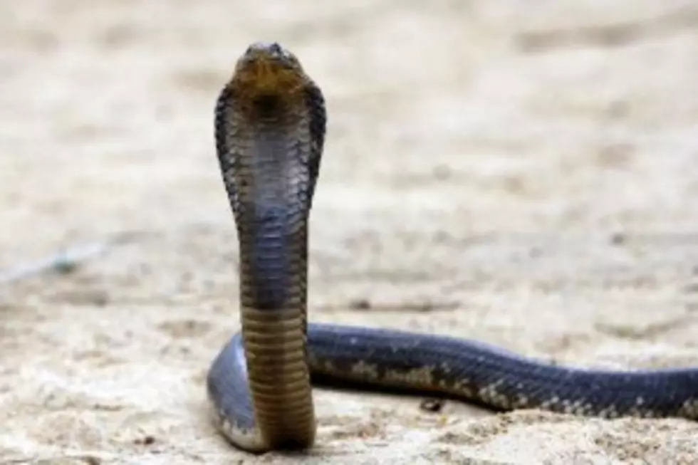 Dangerous Cobra Still on the Loose from New York&#8217;s Bronx Zoo