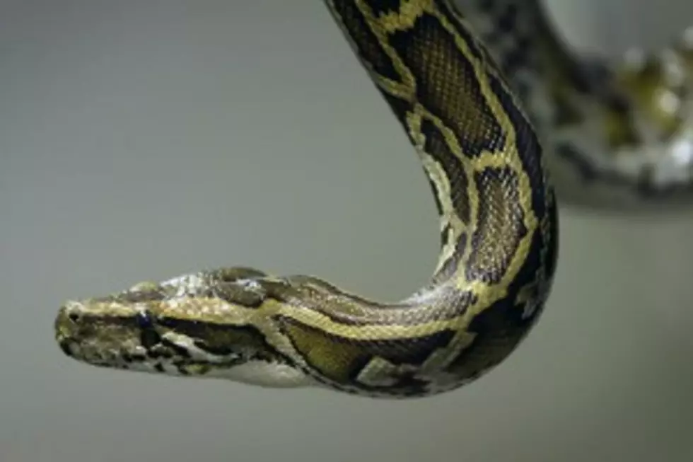 Woman Attacked by Secret Pet Python, Saved by Police