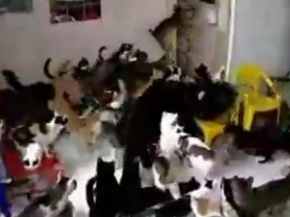 Cats Go Wild in Death Metal Mosh Pit [VIDEO]
