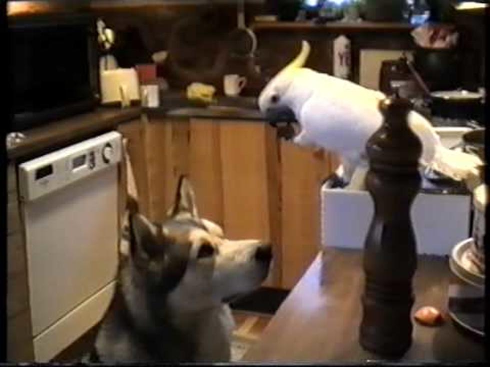 Bird and Dog Share a Meal [VIDEO]