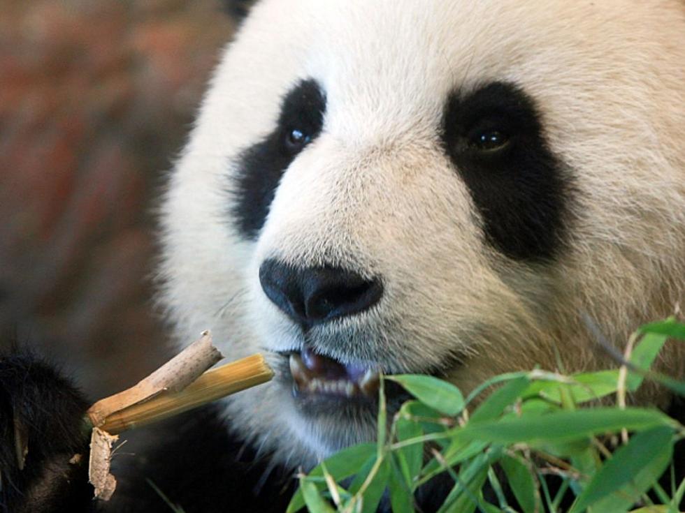 Tea Made From Panda Poop Costs $69K