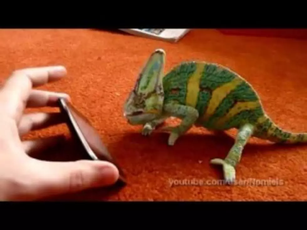Chameleons Hate iPhones [VIDEO]