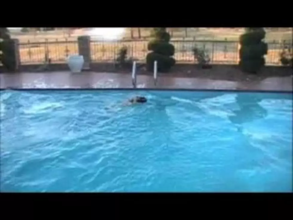 See the Amazing High-Diving Dog [VIDEO]