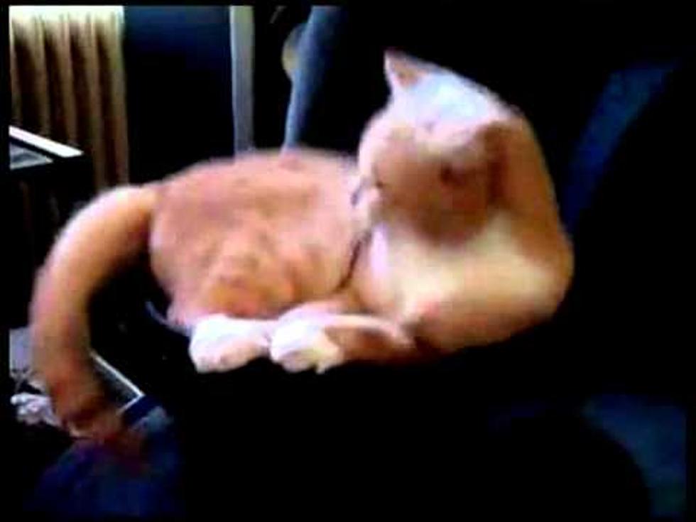 Cat + Subwoofer = Fun! [VIDEO]