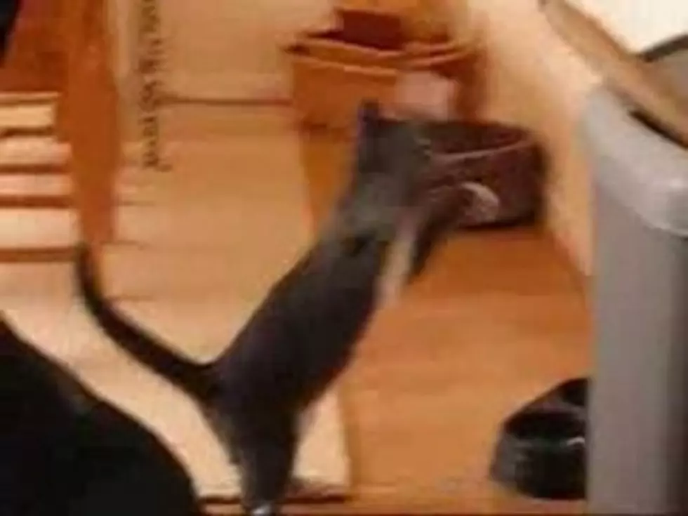 This Kitty has Mad Boxing Skills [VIDEO]