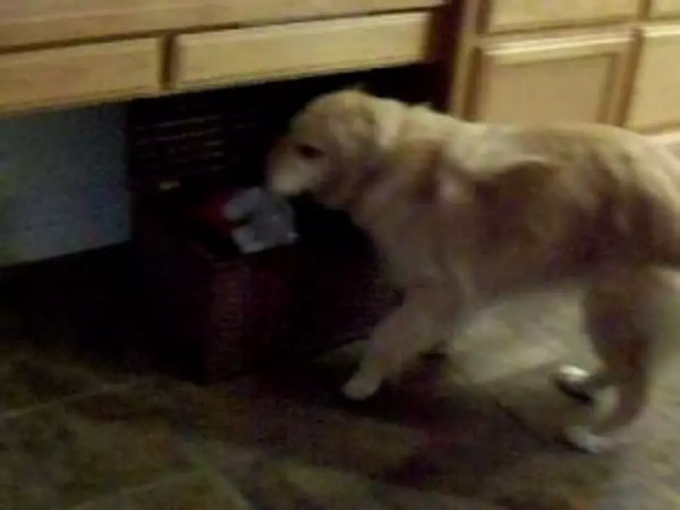 Finally, a Dog that Cleans Up After Itself [VIDEO]