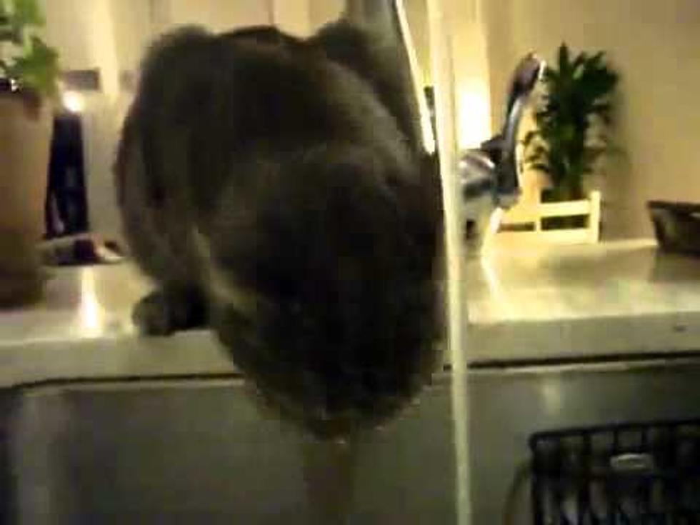 This Cat Has a Drinking Problem [VIDEO]