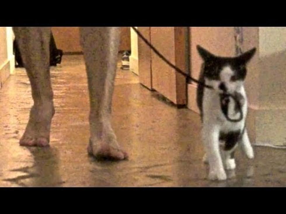 How to Walk Your Human-A Video for Cats