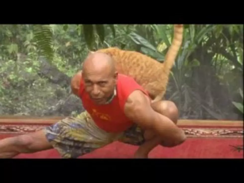 Cat Wants to do Yoga-Your Stupid Pet Video of the Day