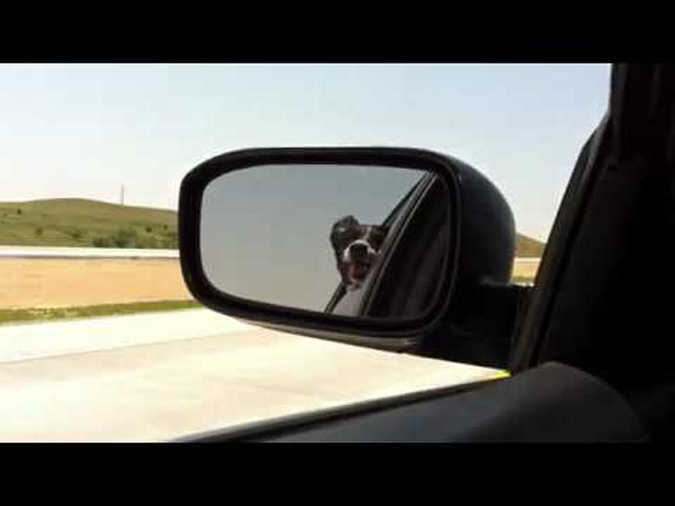 Dog: “I’m Biting Your Car”-Your Stupid Pet Video of the Week