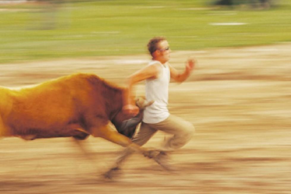 Horny Bull Runs Wild in the Street, Tries to Mount Man