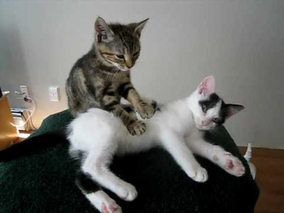 Kitty Massage Anyone? Your Stupid Pet Video of the Day