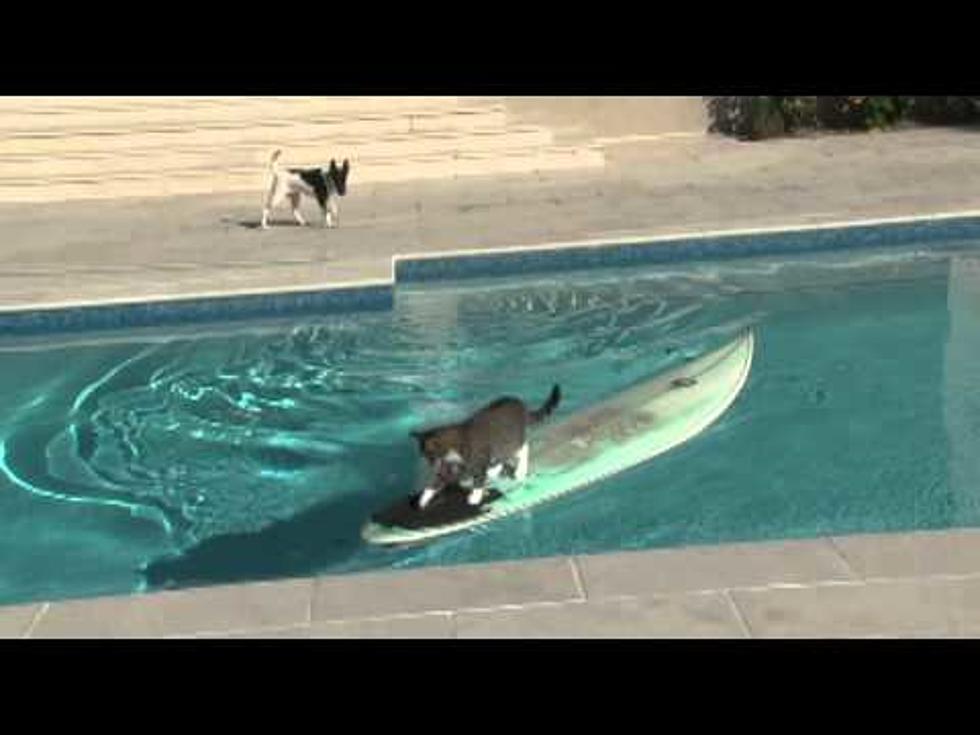 Smart Cat Surfs to Safety-Your Stupid Pet Video of the Day