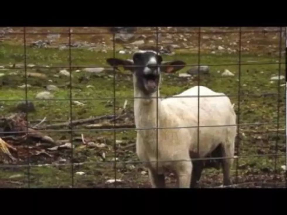 The Peaceful Joy of Sheep