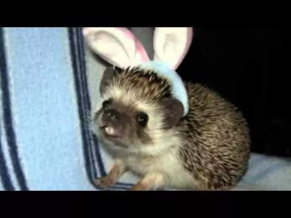 More Animals and Babies in Halloween Costumes [VIDEO]