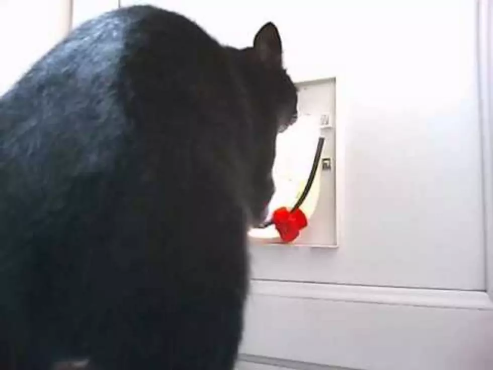 Cat: Here&#8217;s what I Think of Your Cat Flap [VIDEO]