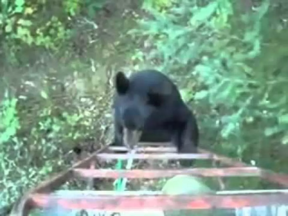 What to do When a Bear Climbs Your Ladder