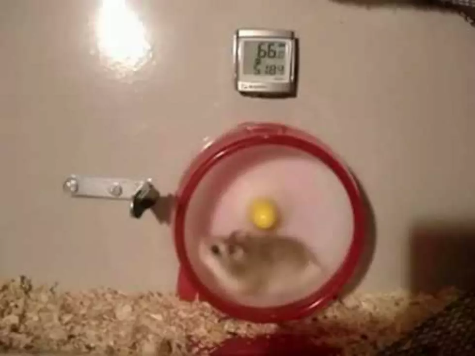 High-Speed Hamster Havoc: Your Stupid Video of the Day