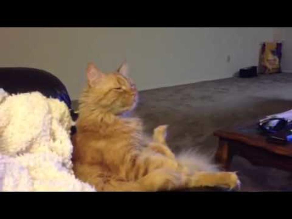 Meet Dave, the Hockey-Watching Cat