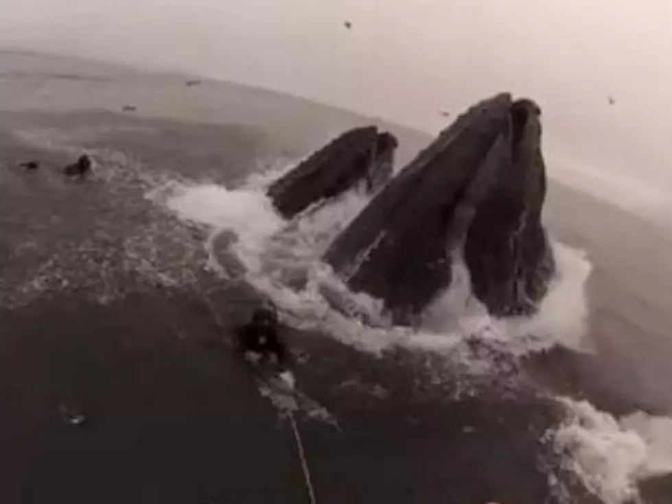 Divers Nearly Swallowed by Feeding Humpback Whales (VIDEO)
