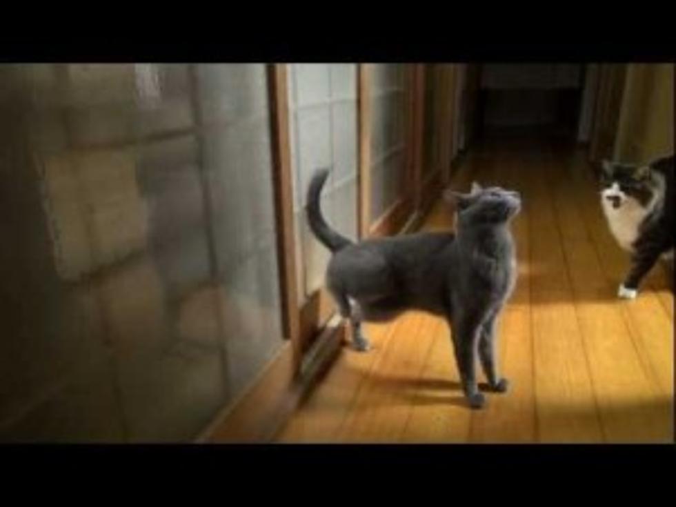 This Smart Cat Lets You Know that It Wants In [VIDEO]