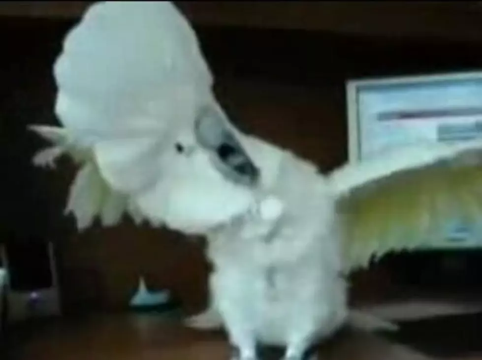 Because Everyone Needs a Death Metal Parrot (VIDEO)