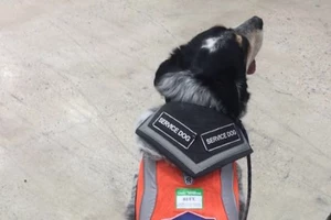 Lowes Hires Man With Service Dog And Makes Special Vest Just for Her