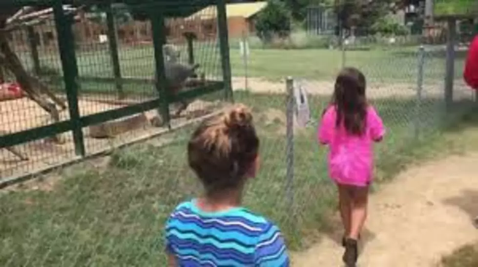 Monkey Throws Poop At Girl Taunting Him