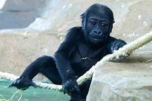 Harambe McHarambeface Wins Chinese Zoo&#8217;s Gorilla Naming Contest