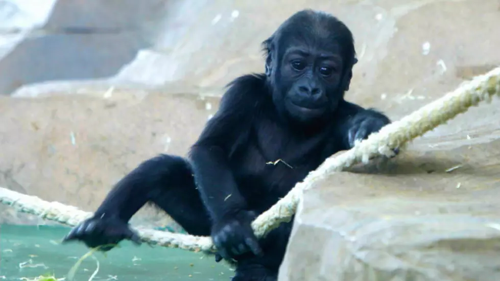 Harambe McHarambeface Wins Chinese Zoo’s Gorilla Naming Contest