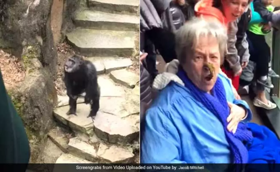 Chimpanzee Throws Poop Right in Grandma’s Face
