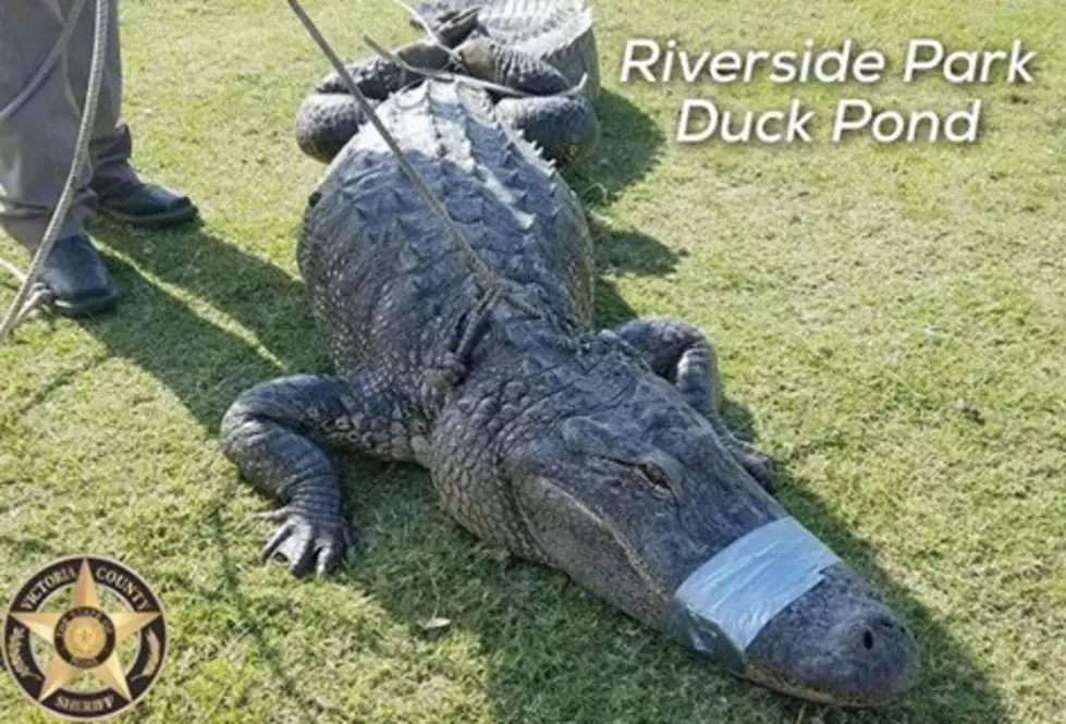 10 Foot Gator Pulled From Riverside Park Duck Pond