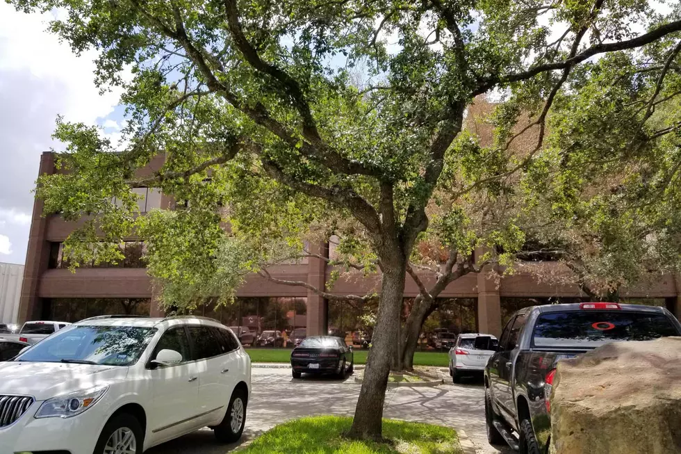Office Building Owner Offers $10,000 Reward in Tree Poisoning Incident