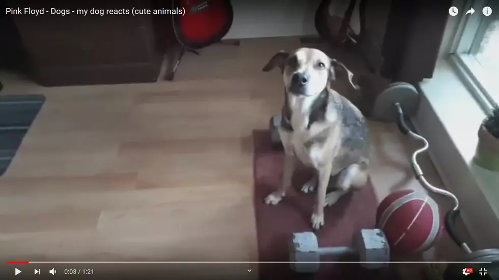 This Dog Loves Pink Floyd&#8217;s &#8216;Dogs&#8217;