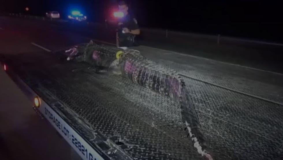 Texas Motorist Runs Over Huge 300 Pound Alligator Overnight
