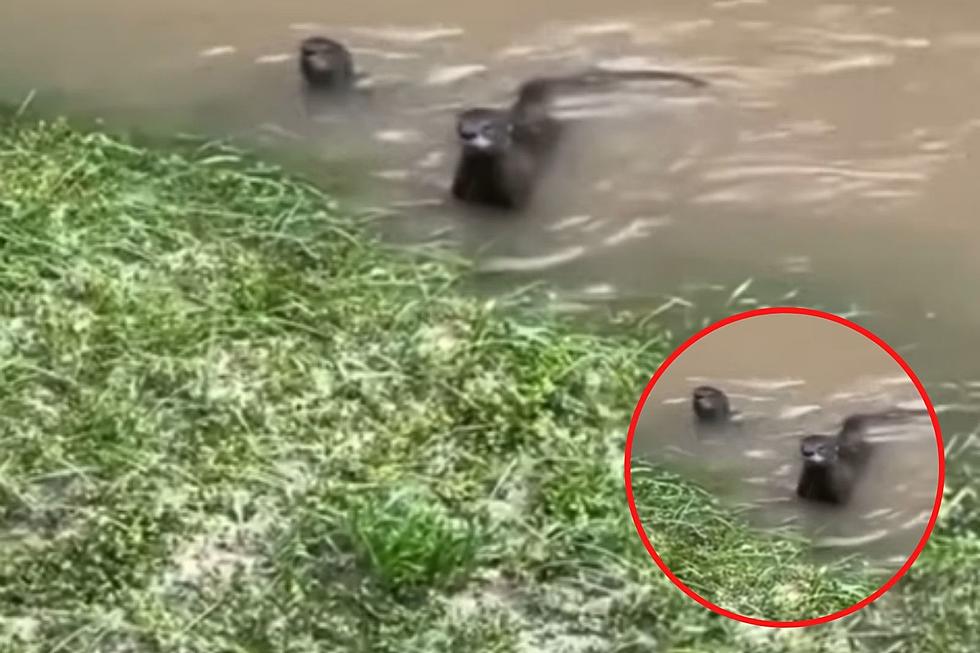 WHAT THE HECK IS SWIMMING IN BUFFALO BAYOU? [VIDEO]
