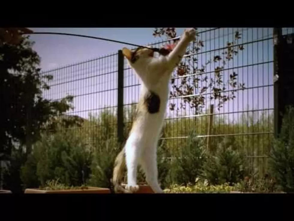 Feeling Down? Slow Mo Kitty Will Cheer You Up! [VIDEO]