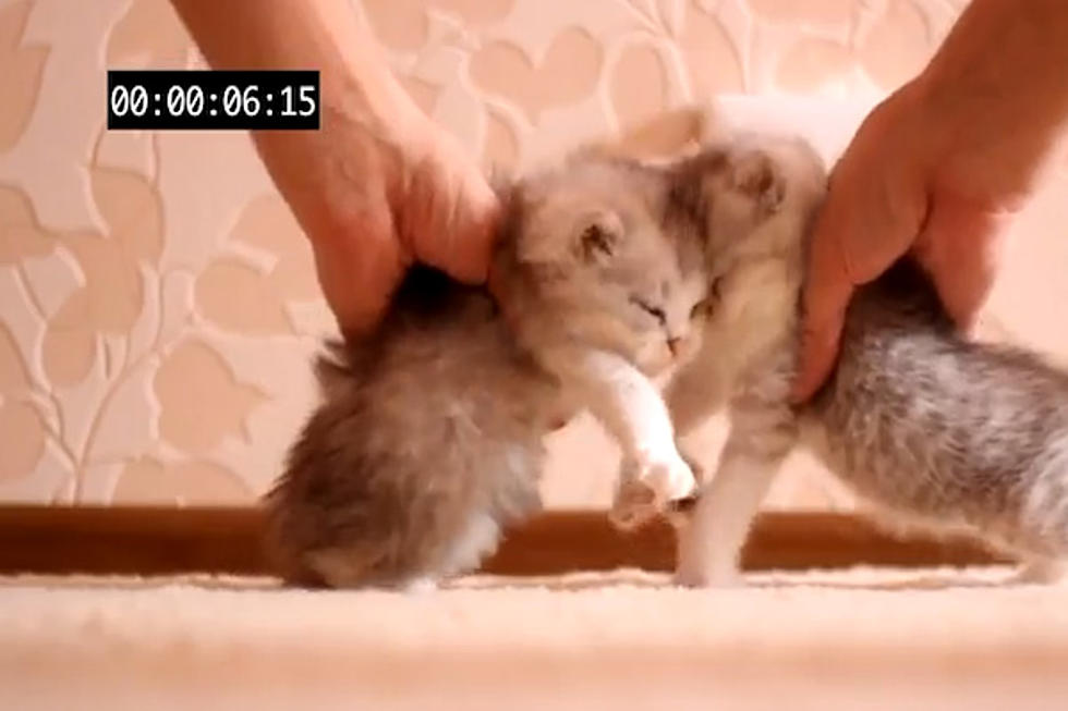 Russian Man Makes Adorable Kitten Crash Test [VIDEO]