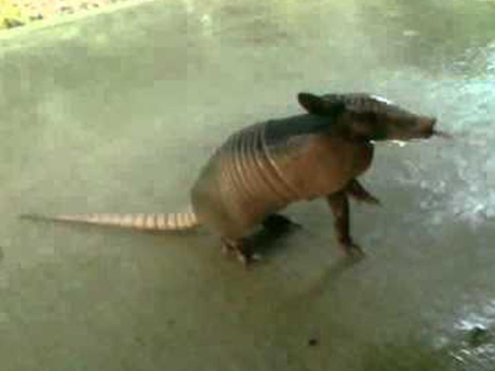 Baby Armadillo Gets Thirsty During Texas Drought [VIDEO]