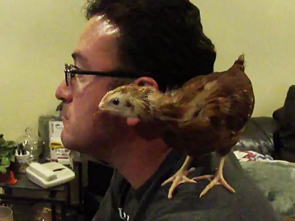 This Tiny Chicken Is a Big Fan of ‘Dexter’ [VIDEO]
