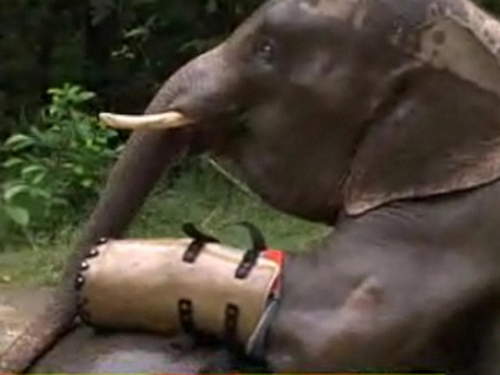 Baby Elephant With Prosthetic Leg Will Break Your Heart [VIDEO]
