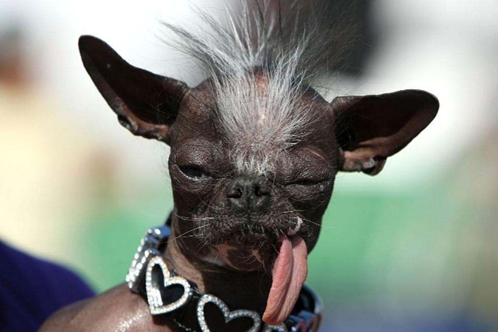 Former World’s Ugliest Dog Using Bad Looks For Good