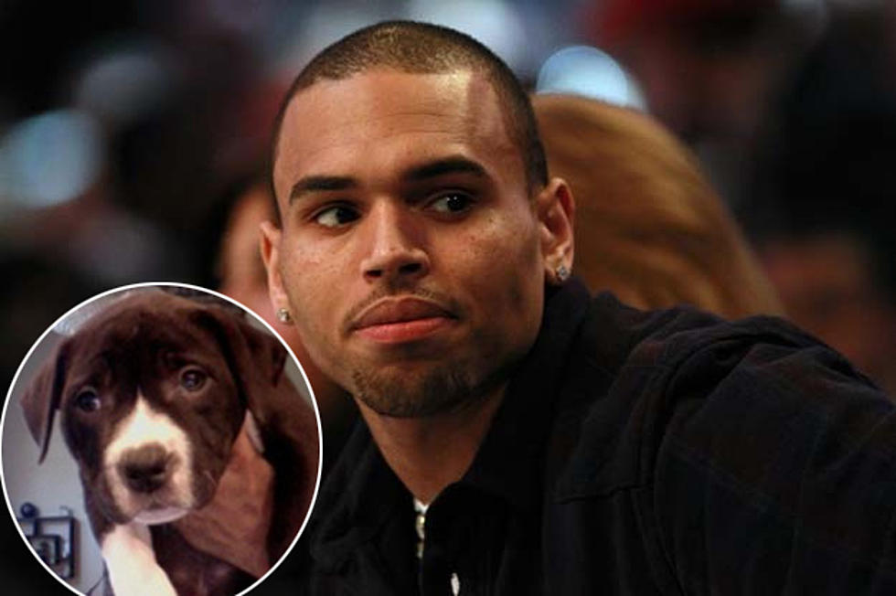 Animal-Rights Group Not Happy With Chris Brown’s Dog Business