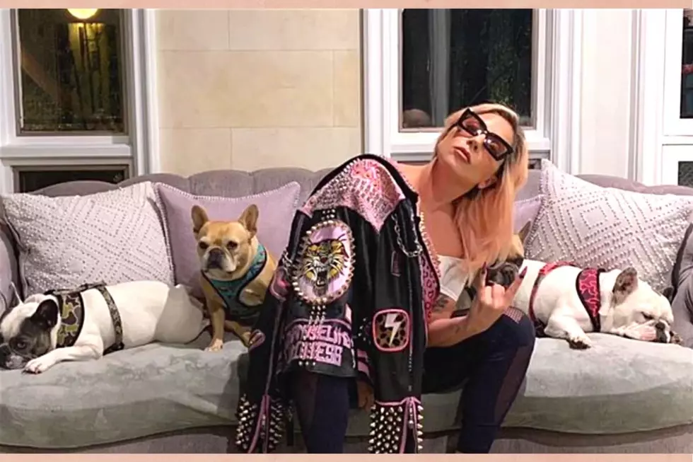 Lady Gaga Offers 500k For Her Stolen Pups