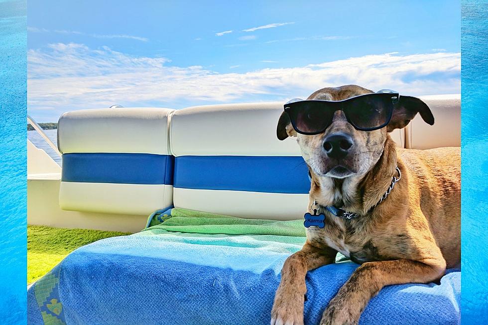 6 Dog Friendly South Texas Beaches You Can Bring Fido To