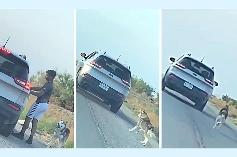 Heartbreaking Video of Loving Dog Getting Abandoned on Texas Road