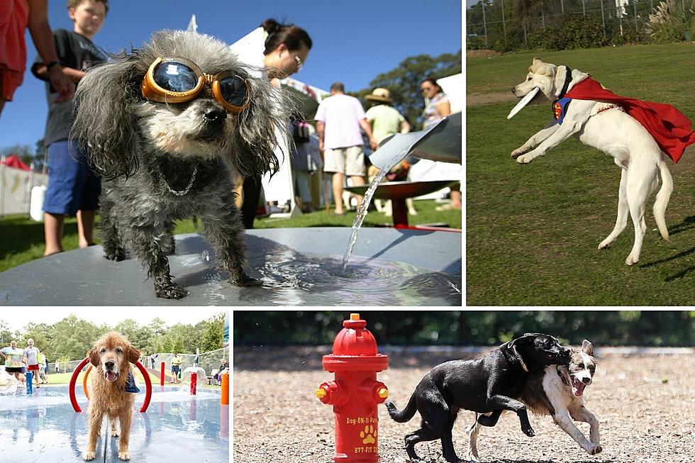 Sniffing Out the Top 10 Most Pet-Friendly Texas Cities