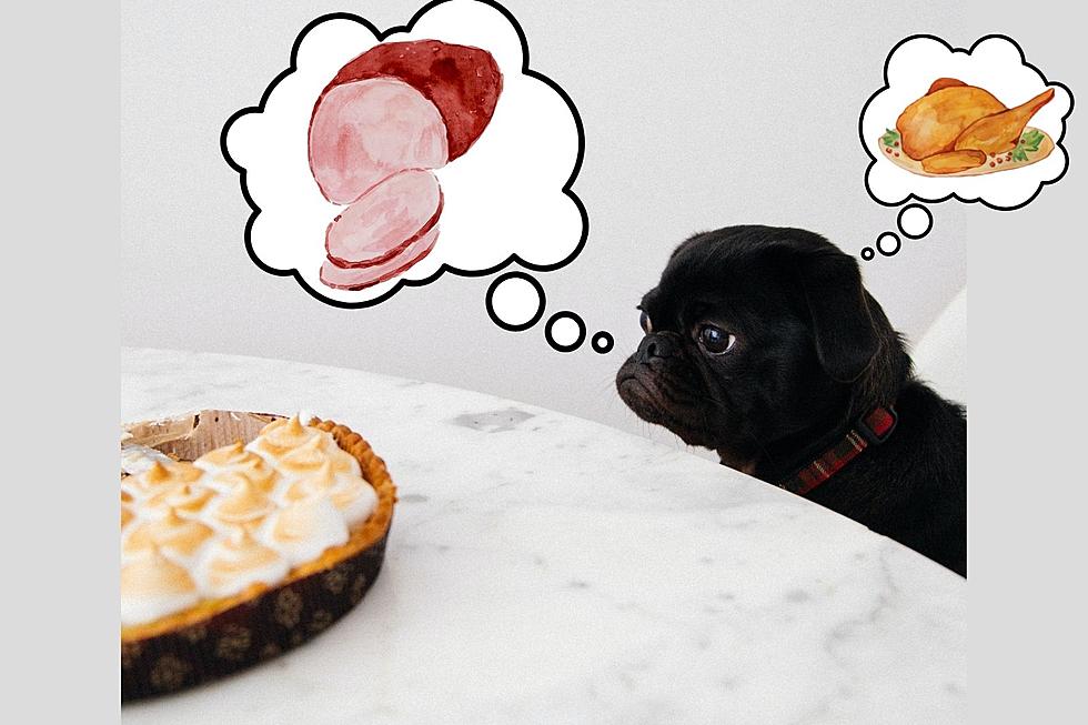 Delicious Holiday Foods Your Dog Can Indulge On This Thanksgiving